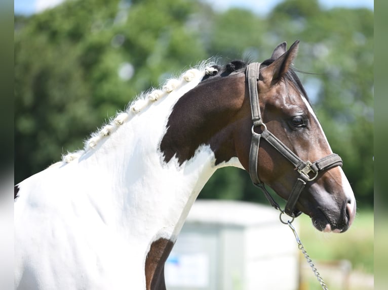 NRPS Hengst 2 Jaar 162 cm Gevlekt-paard in Vrouwenparochie