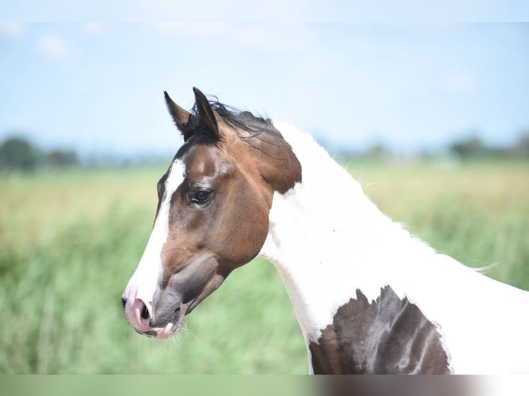 NRPS Hengst 2 Jaar 162 cm Gevlekt-paard in Vrouwenparochie