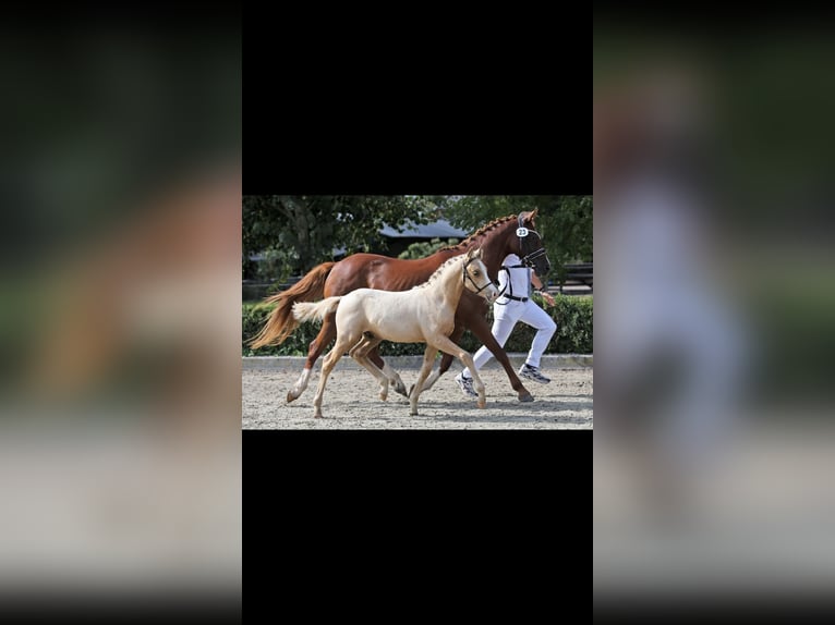 NRPS Hengst 2 Jahre 142 cm Palomino in Oisterwijk