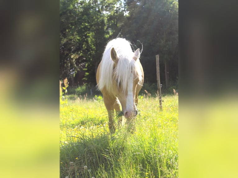 NRPS Hengst 2 Jahre 142 cm Palomino in Oisterwijk