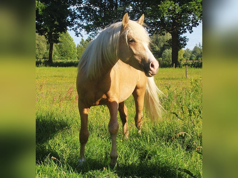 NRPS Hengst 2 Jahre 142 cm Palomino in Oisterwijk