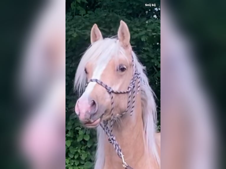 NRPS Hengst 2 Jahre 142 cm Palomino in Oisterwijk