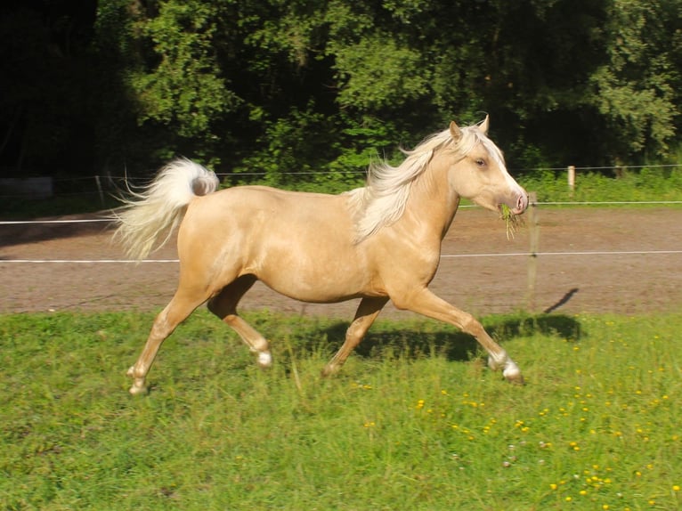 NRPS Hengst 2 Jahre 142 cm Palomino in Oisterwijk