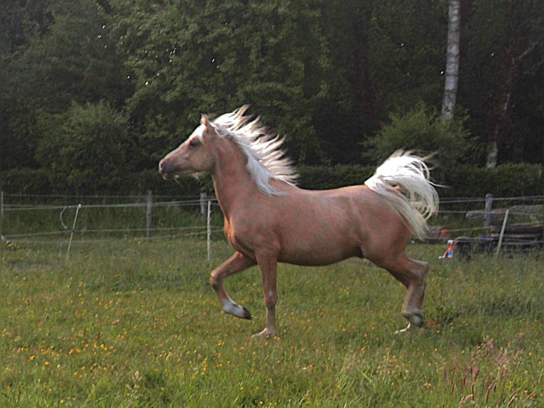 NRPS Hengst 2 Jahre 142 cm Palomino in Oisterwijk