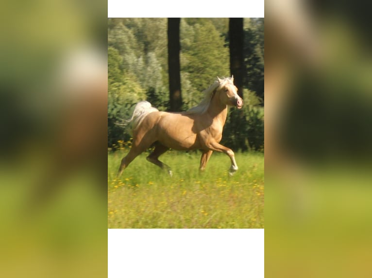 NRPS Hengst 2 Jahre 142 cm Palomino in Oisterwijk