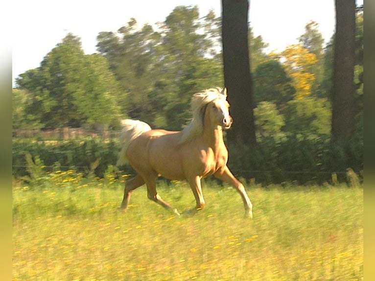 NRPS Hengst 2 Jahre 142 cm Palomino in Oisterwijk