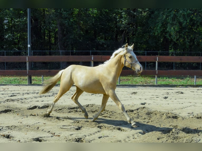 NRPS Hengst 2 Jahre 143 cm Palomino in Schaijk