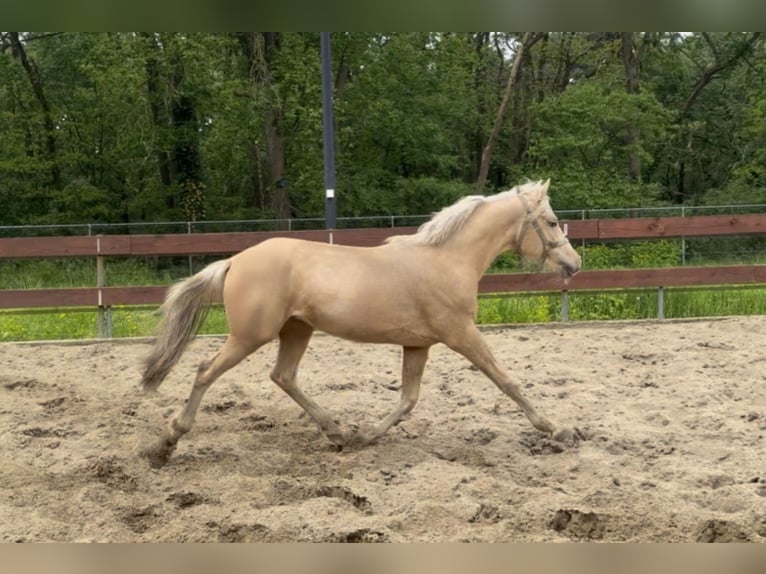 NRPS Mix Hengst 2 Jahre 143 cm Palomino in Nistelrode