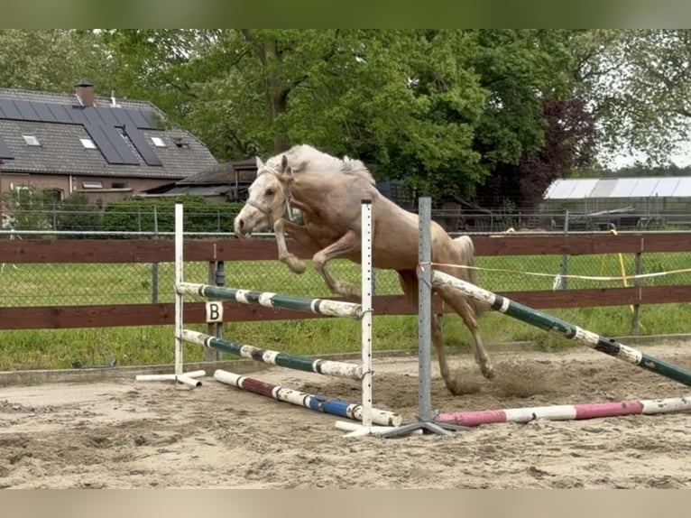NRPS Mix Hengst 2 Jahre 143 cm Palomino in Nistelrode
