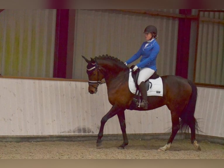 NRPS Mix Hengst 2 Jahre 143 cm Palomino in Nistelrode