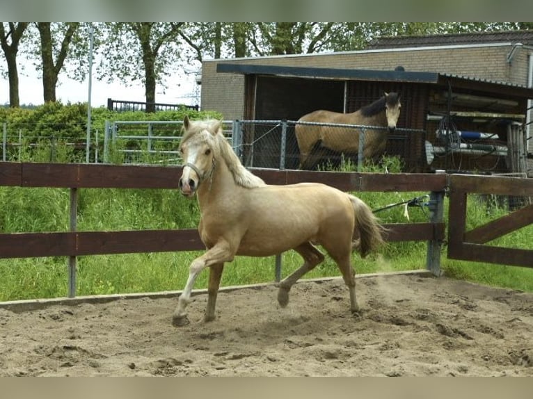 NRPS Mix Hengst 2 Jahre 143 cm Palomino in Nistelrode