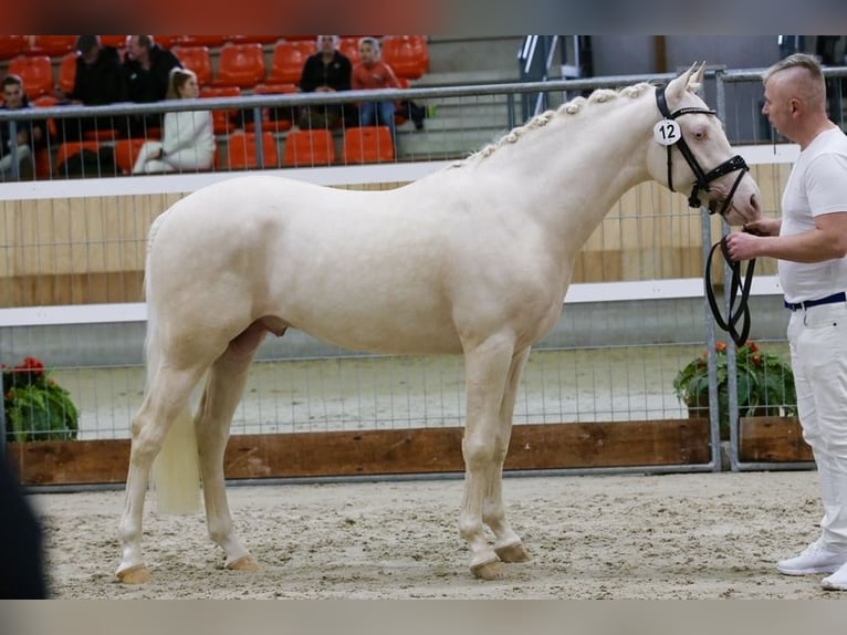 NRPS Mix Hengst 2 Jahre 143 cm Palomino in Nistelrode