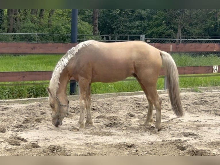 NRPS Mix Hengst 2 Jahre 143 cm Palomino in Nistelrode