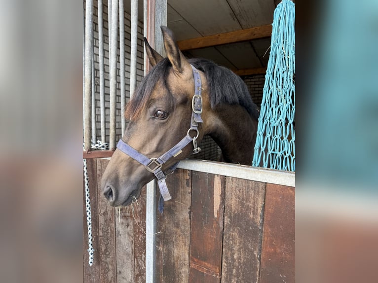 NRPS Hengst 2 Jahre 144 cm Brauner in Heemserveen