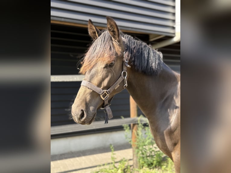 NRPS Hengst 2 Jahre 144 cm Brauner in Heemserveen