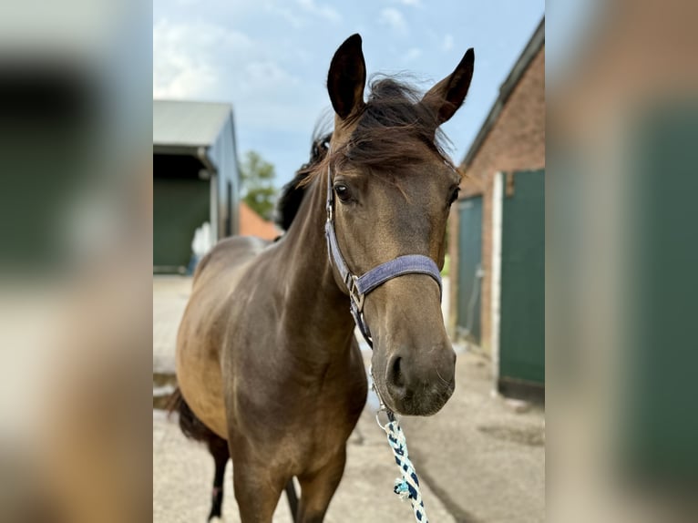 NRPS Hengst 2 Jahre 144 cm Brauner in Heemserveen