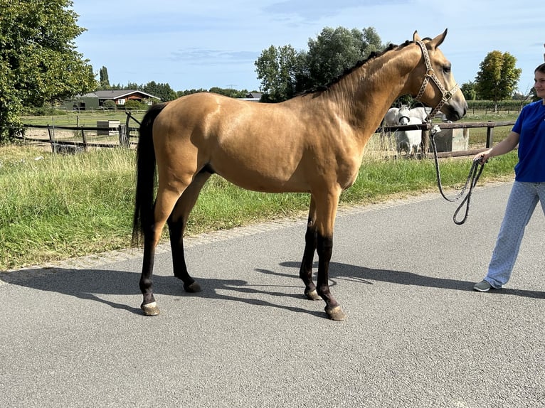 NRPS Hengst 2 Jahre 145 cm Buckskin in Groessen