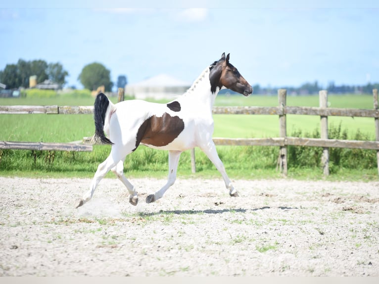 NRPS Hengst 2 Jahre 162 cm Schecke in Vrouwenparochie