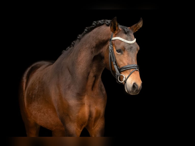 NRPS Hengst 3 Jaar 144 cm Donkerbruin in Oost West en Middelbeers