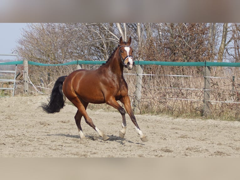 NRPS Hengst 3 Jaar 145 cm Bruin in Hellouw