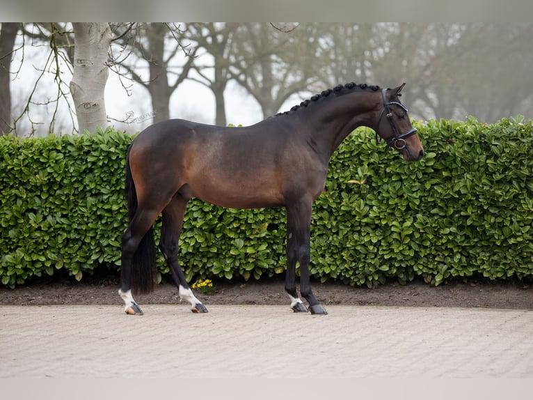 NRPS Hengst 3 Jaar 145 cm Donkerbruin in Donkerbroek