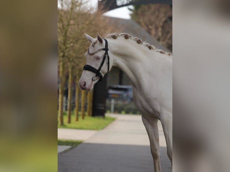 NRPS Hengst 3 Jaar 145 cm Perlino in Heemskerk