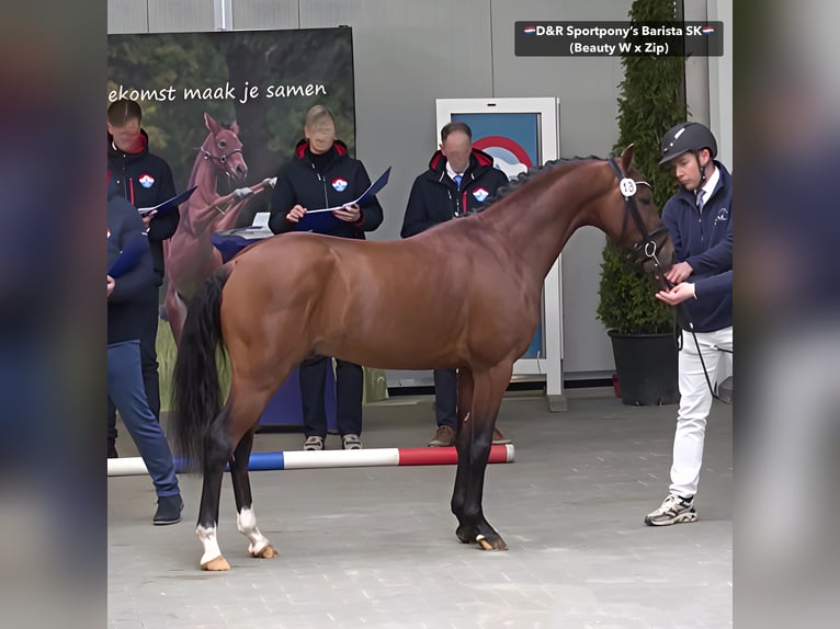 NRPS Hengst 3 Jaar 146 cm Bruin in Nistelrode