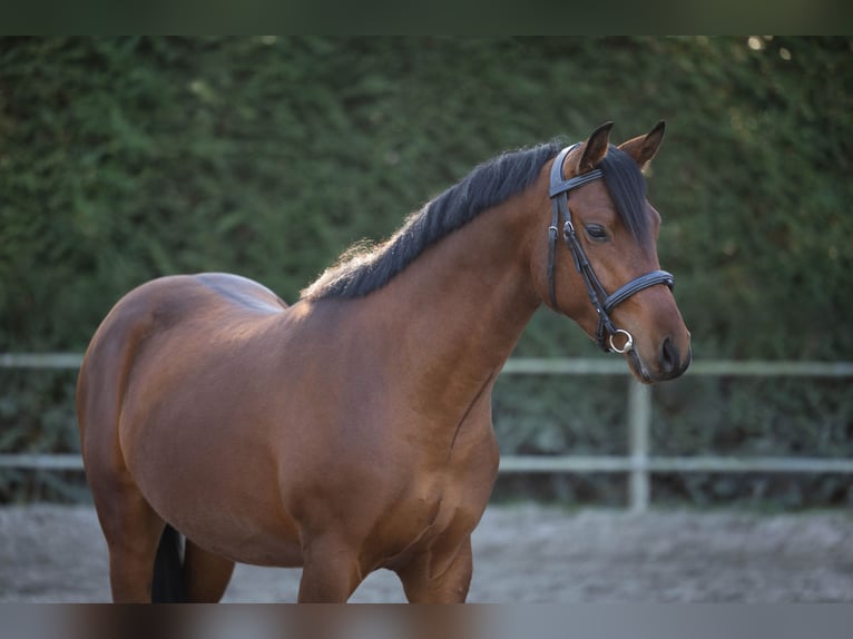 NRPS Hengst 3 Jaar 146 cm Bruin in Renswoude