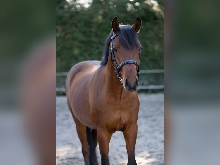 NRPS Hengst 3 Jaar 146 cm Bruin in Renswoude