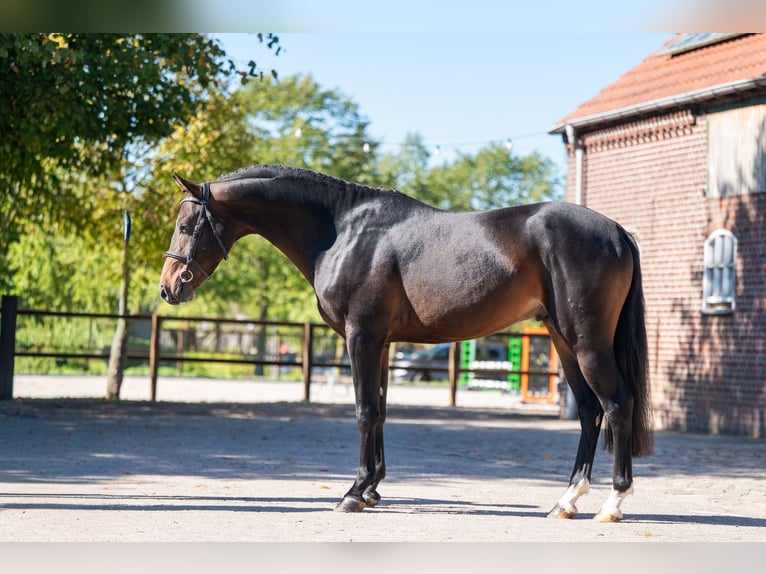 NRPS Hengst 3 Jaar 147 cm Donkerbruin in Kaulille