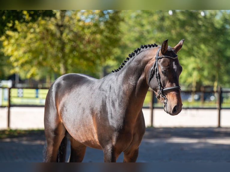 NRPS Hengst 3 Jaar 147 cm Donkerbruin in Kaulille