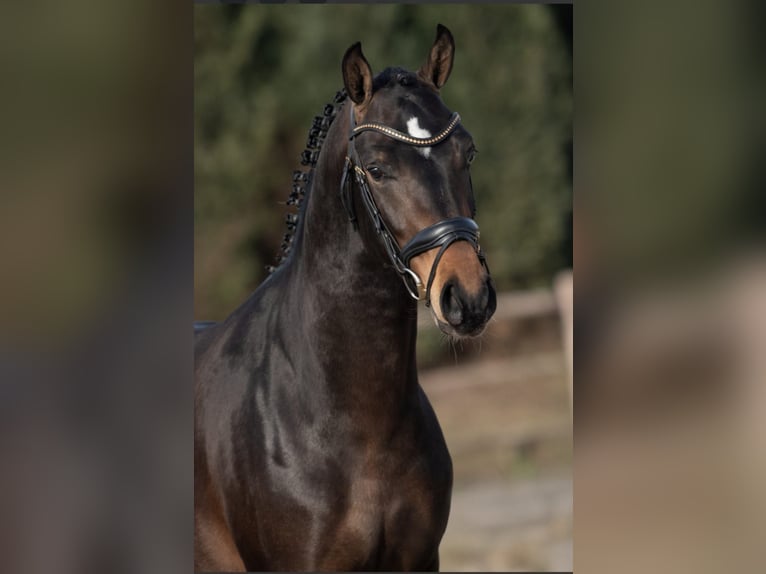NRPS Hengst 3 Jaar 147 cm Donkerbruin in Kaulille
