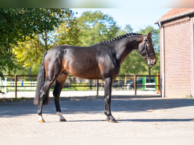 NRPS Hengst 3 Jaar 147 cm Donkerbruin in Kaulille