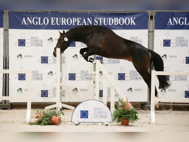 NRPS Hengst 3 Jaar 147 cm Donkerbruin in Kaulille