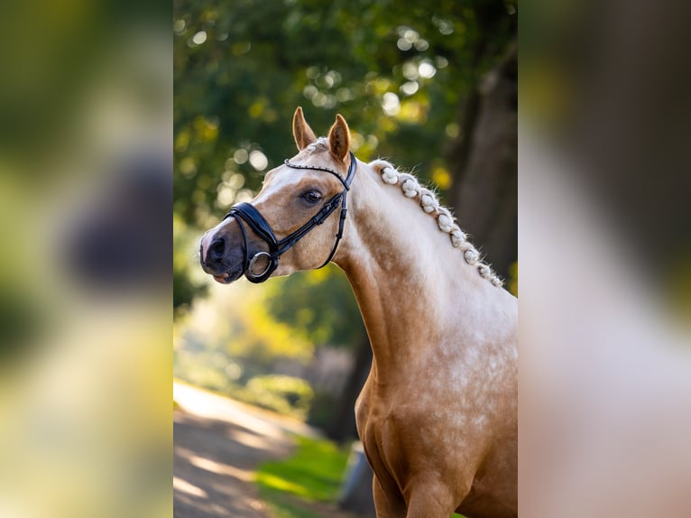 NRPS Hengst 3 Jaar 152 cm Palomino in Nuland
