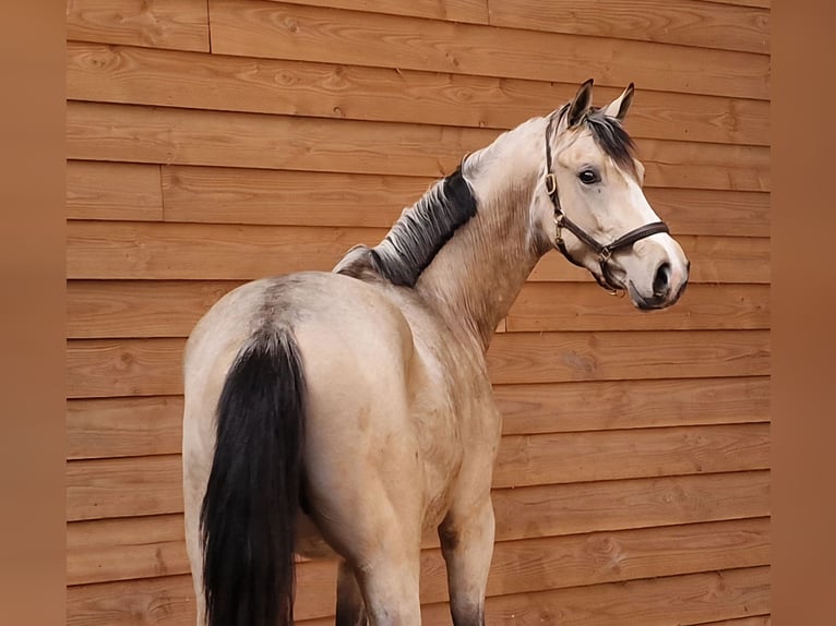 NRPS Hengst 3 Jaar Buckskin in Den Ham