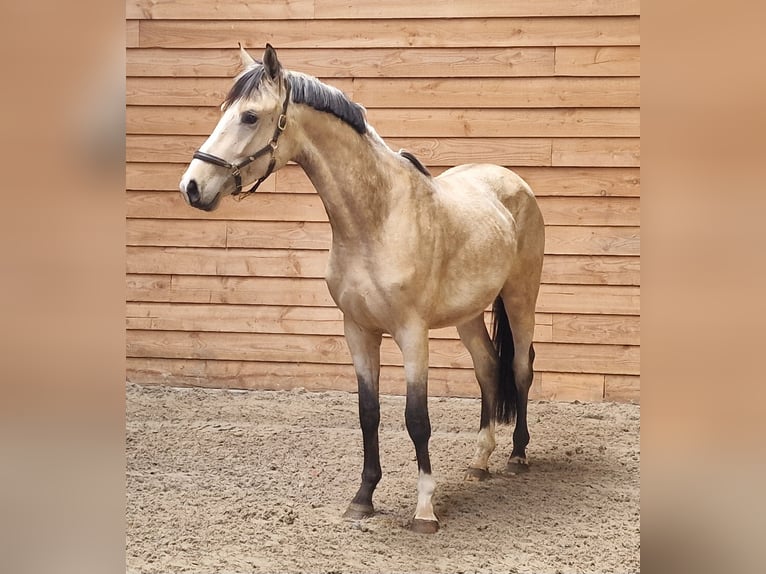 NRPS Hengst 3 Jaar Buckskin in Den Ham