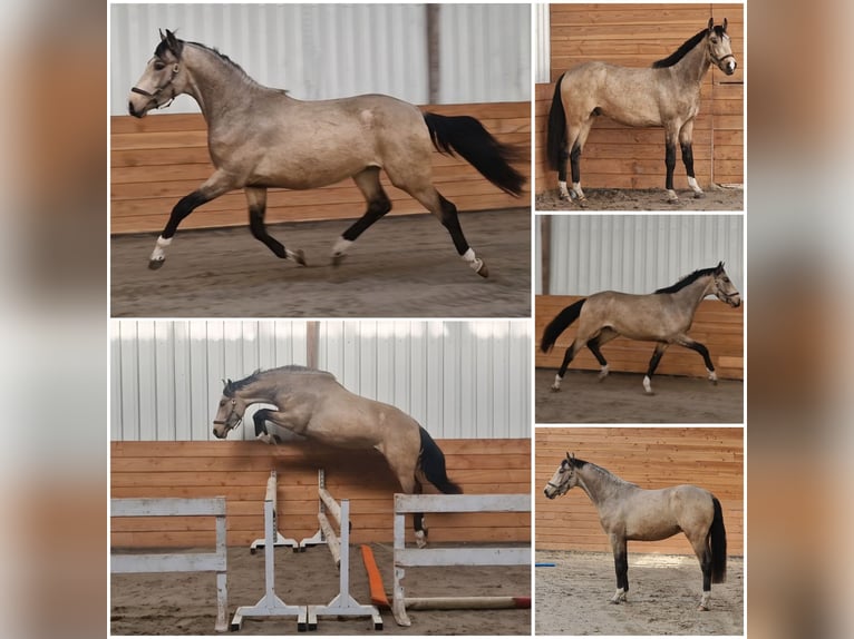 NRPS Hengst 3 Jaar Buckskin in Den Ham