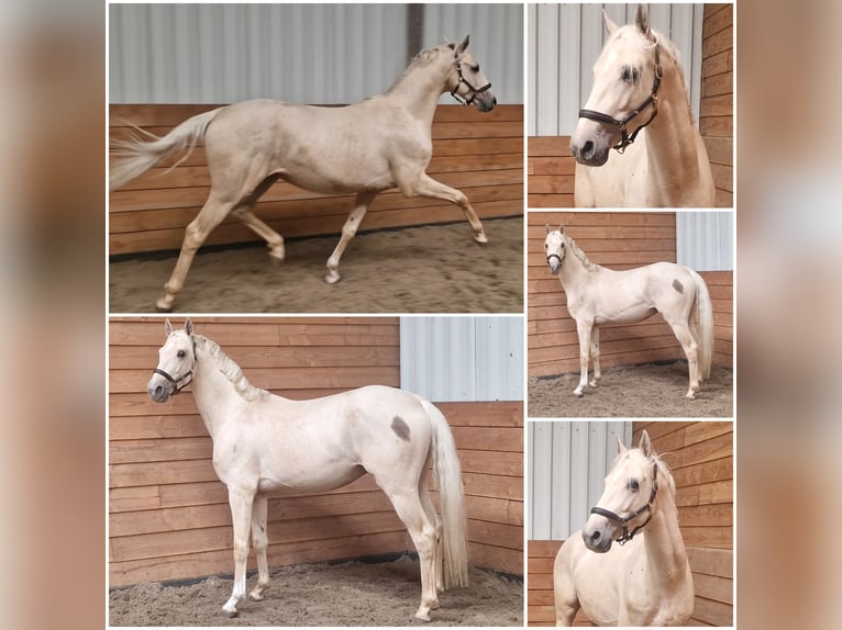 NRPS Hengst 3 Jaar Palomino in Den Ham
