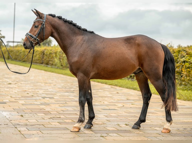 NRPS Hengst 3 Jahre 142 cm Brauner in Gomadingen