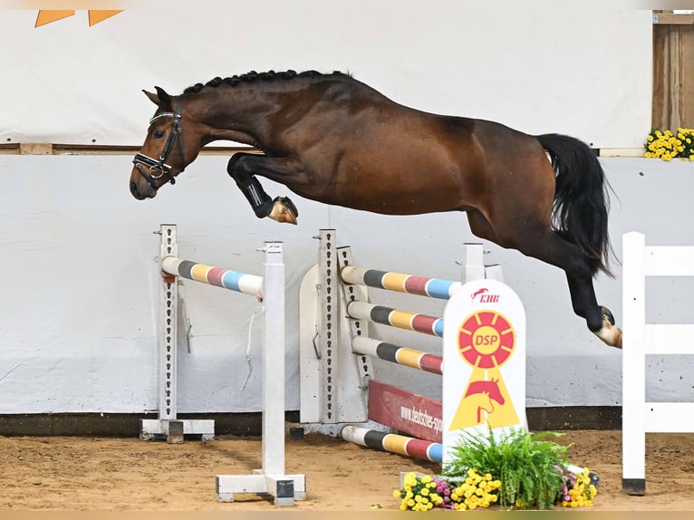 NRPS Hengst 3 Jahre 142 cm Brauner in Gomadingen