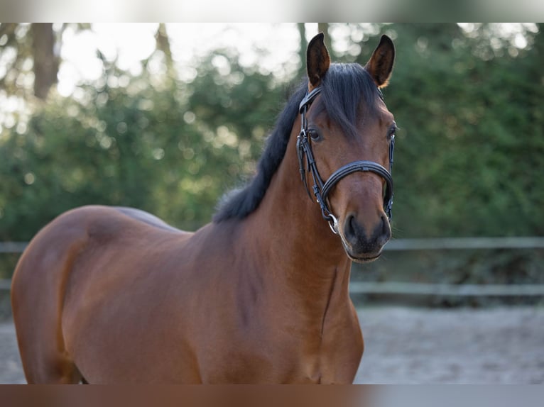NRPS Hengst 3 Jahre 146 cm Brauner in Renswoude