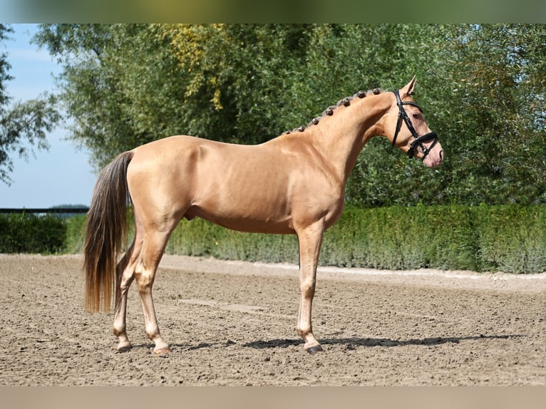 NRPS Hengst 3 Jahre 146 cm Champagne in Oosterblokker