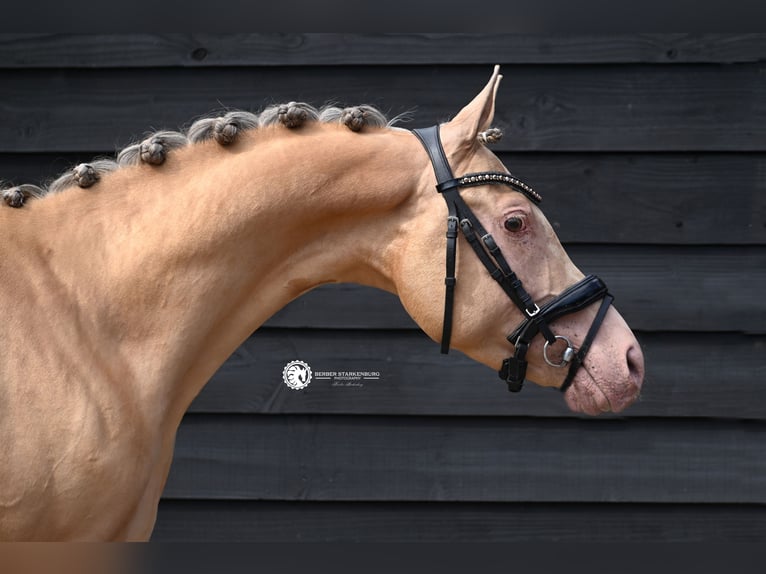 NRPS Hengst 3 Jahre 146 cm Champagne in Oosterblokker