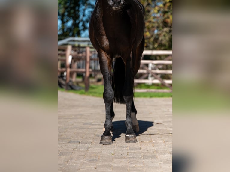 NRPS Hengst 3 Jahre 147 cm Dunkelbrauner in Kaulille