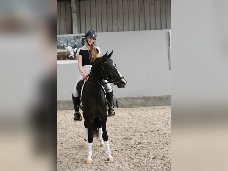 NRPS Hengst 3 Jahre 147 cm Rappe in Herwen