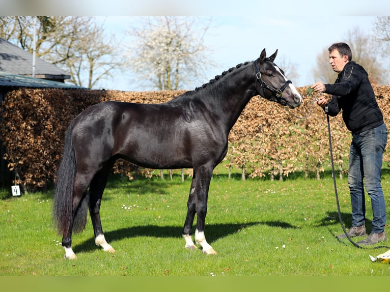 NRPS Hengst 3 Jahre 147 cm Rappe in Herwen