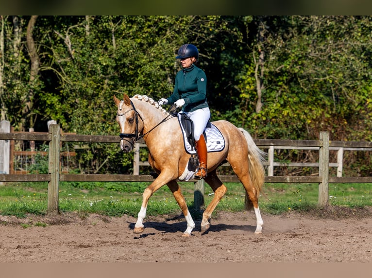 NRPS Hengst 3 Jahre 152 cm Palomino in Nuland