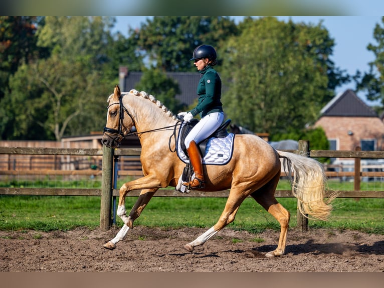 NRPS Hengst 3 Jahre 152 cm Palomino in Nuland