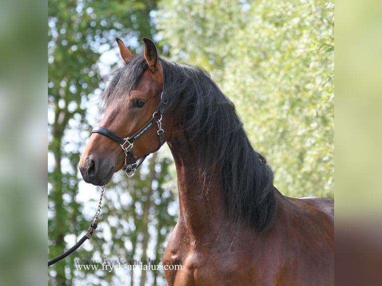 NRPS Hengst 3 Jahre 165 cm Brauner in Mijnsheerenland